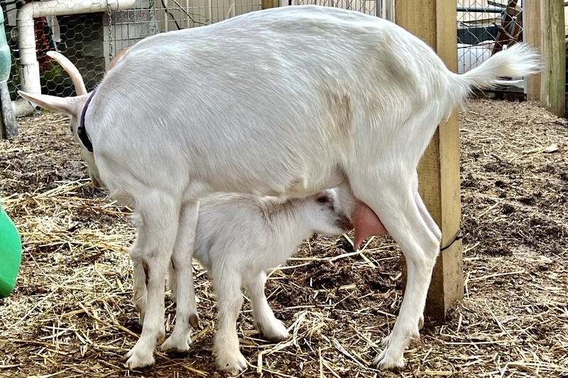 Welcome to the world, goat kids